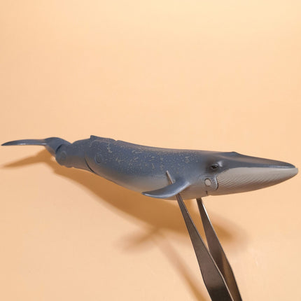 Poseable Blue Whale 6" Mini Figure – ANIA Takara Tomy (Pre-Owned)